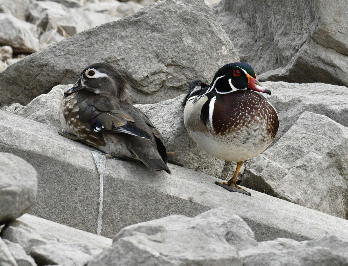 Wood Duck - ML557778461