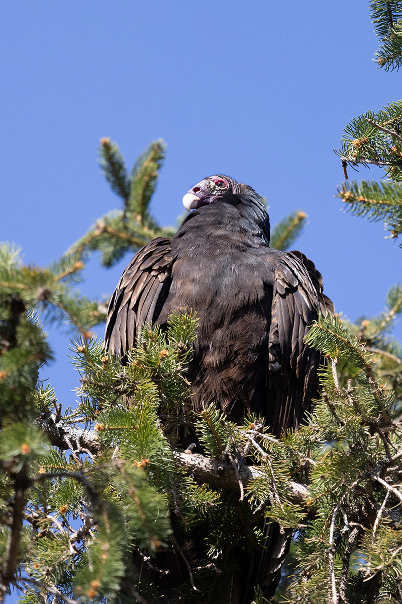 Turkey Vulture - ML557779601