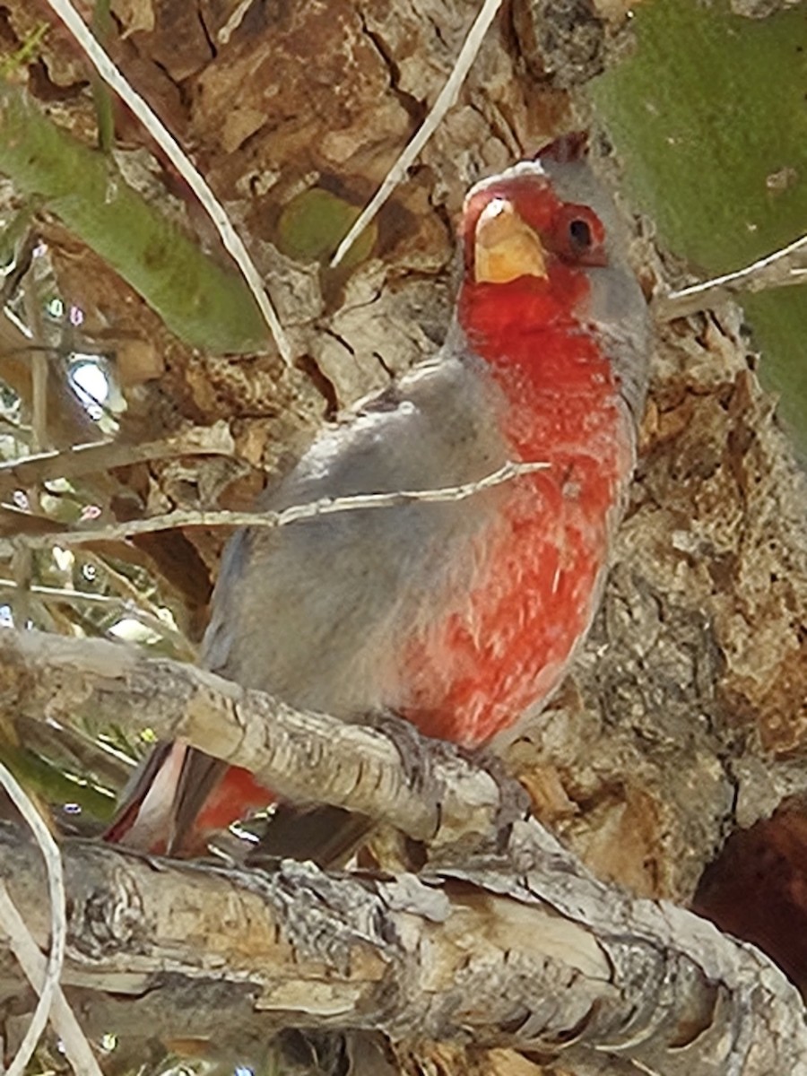 Pyrrhuloxia - ML557779861