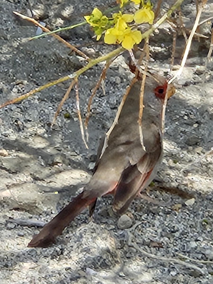Pyrrhuloxia - ML557780081