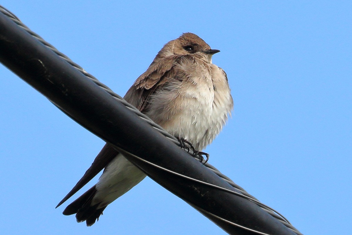 Northern Rough-winged Swallow - Jeffrey Fenwick