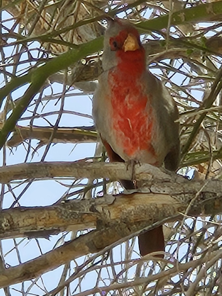 Pyrrhuloxia - ML557780211