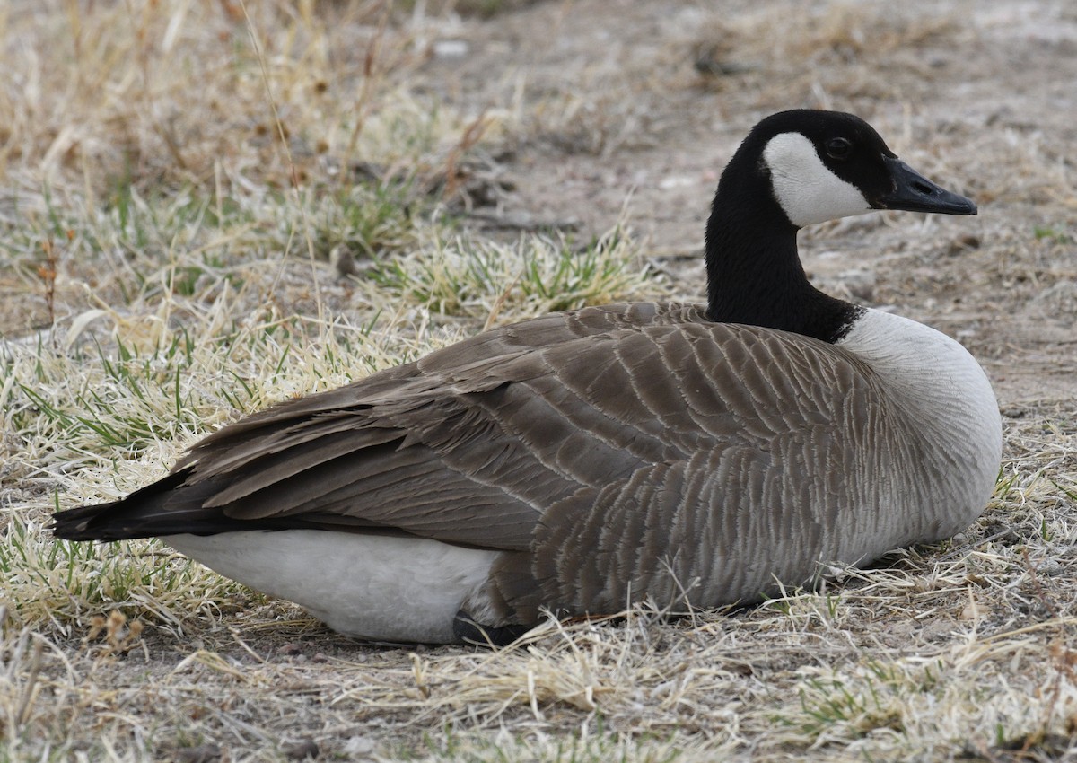 Canada Goose - ML557780461