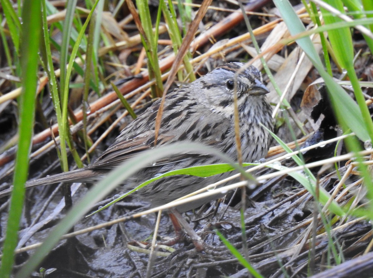 Lincoln's Sparrow - Shane Sater