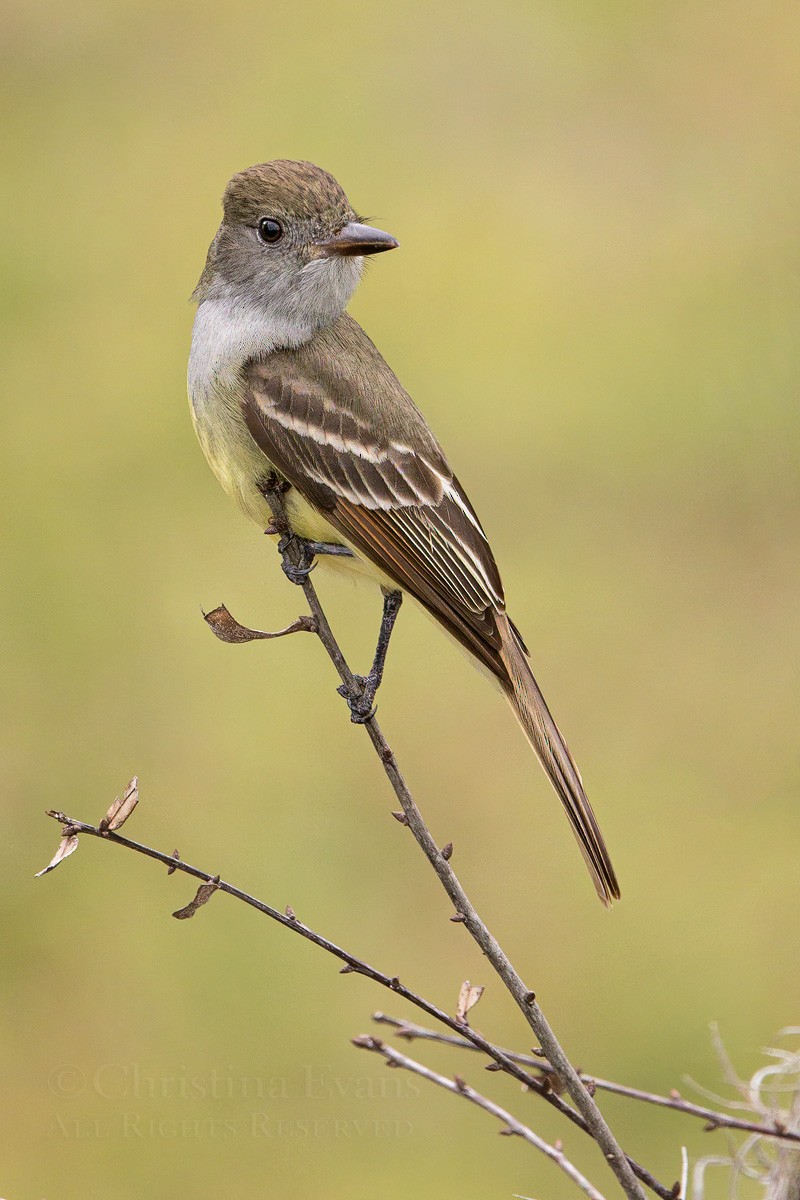 Great Crested Flycatcher - ML557782081