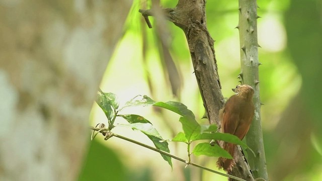 ホオジロカマドドリ（mexicanus グループ） - ML557782461