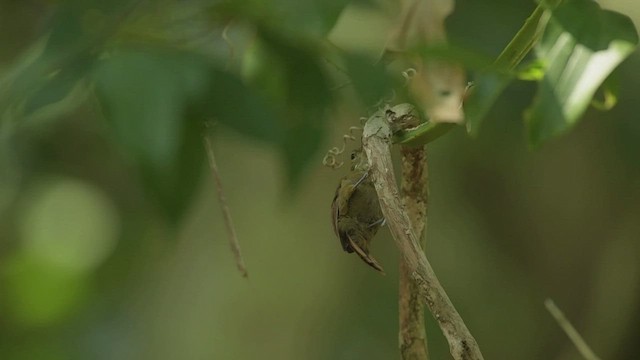 Plain Xenops (mexicanus Group) - ML557782601