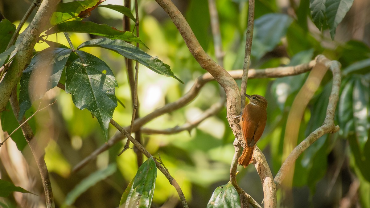 Plain Xenops (mexicanus Group) - ML557783491