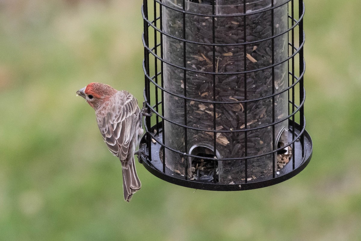 House Finch - ML557783831