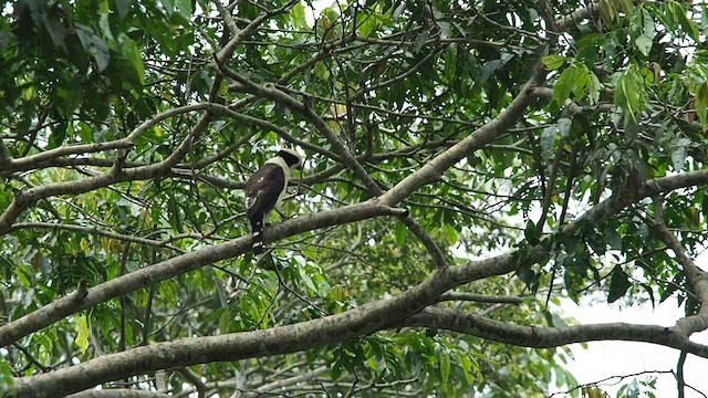 Laughing Falcon - ML557785371