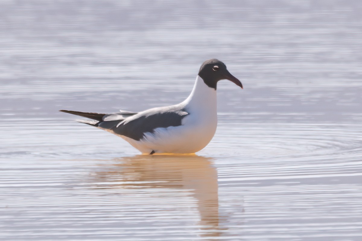 Laughing Gull - ML557785431