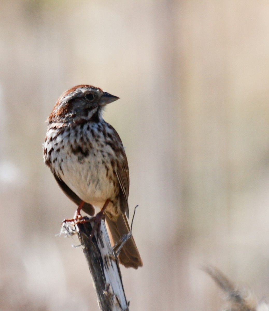 Song Sparrow - ML557785971