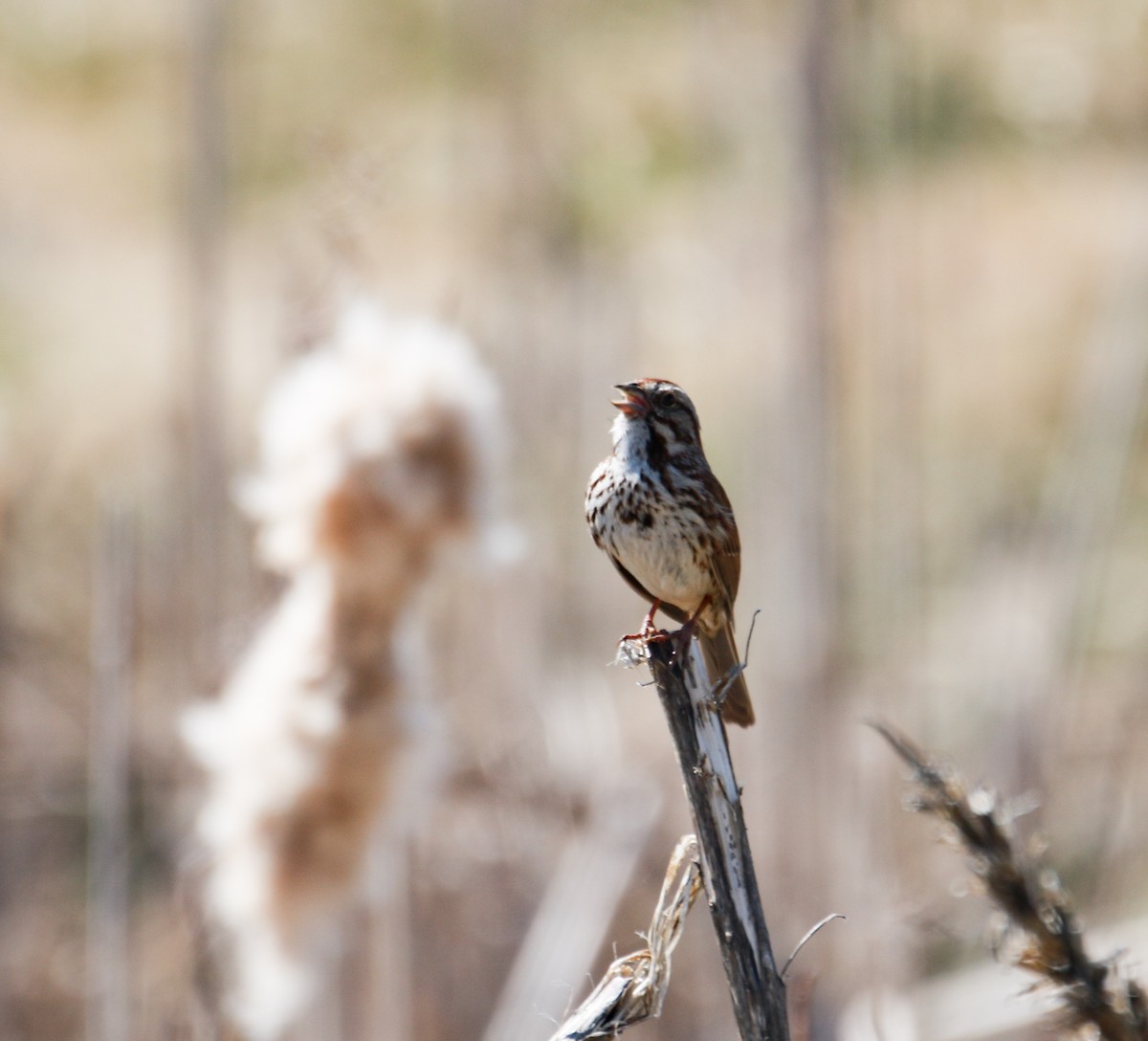 Song Sparrow - ML557785991