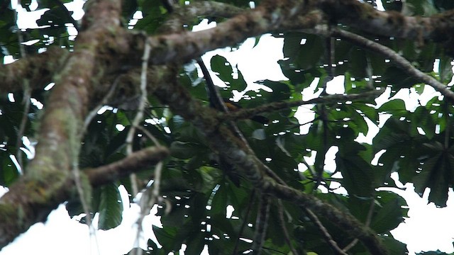 arassari límcový (ssp. reinwardtii) - ML557786871