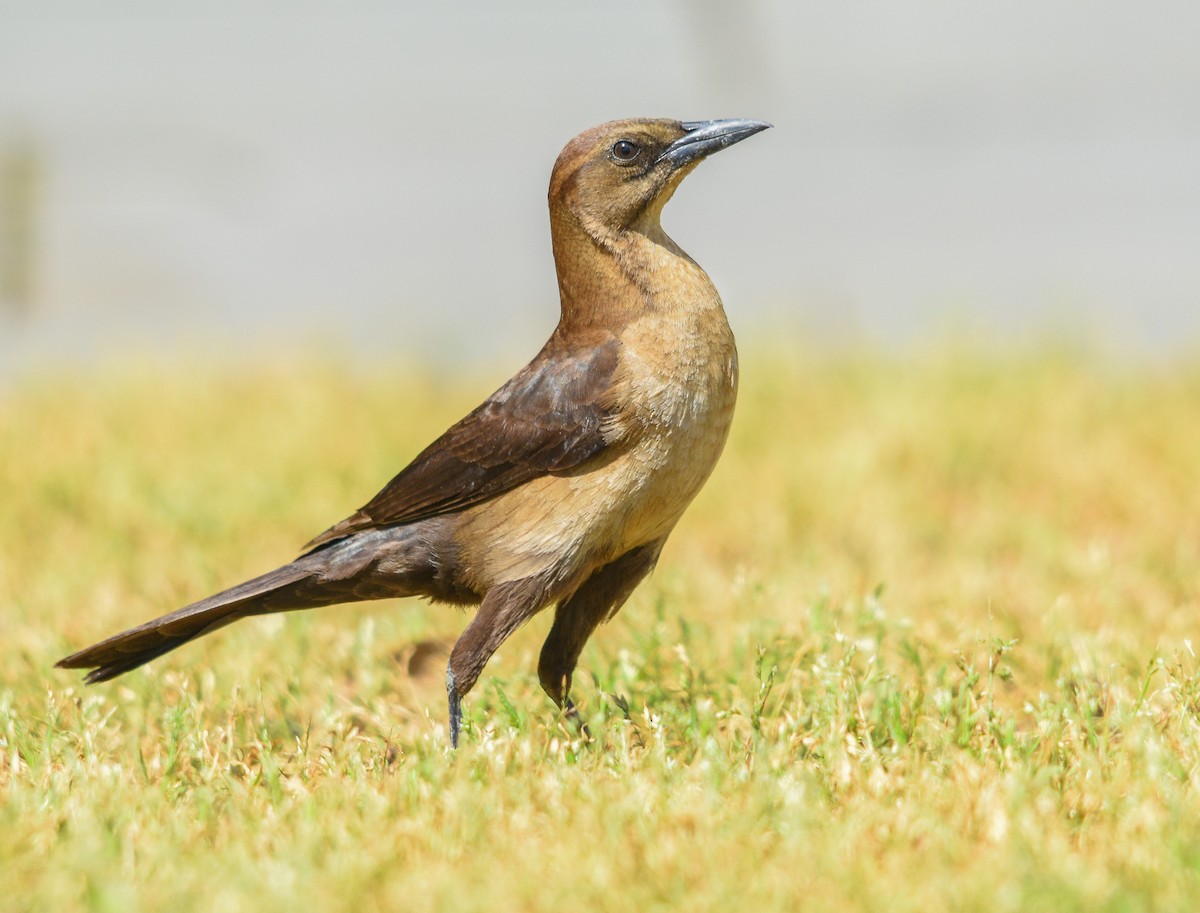 Boat-tailed Grackle - ML557787251