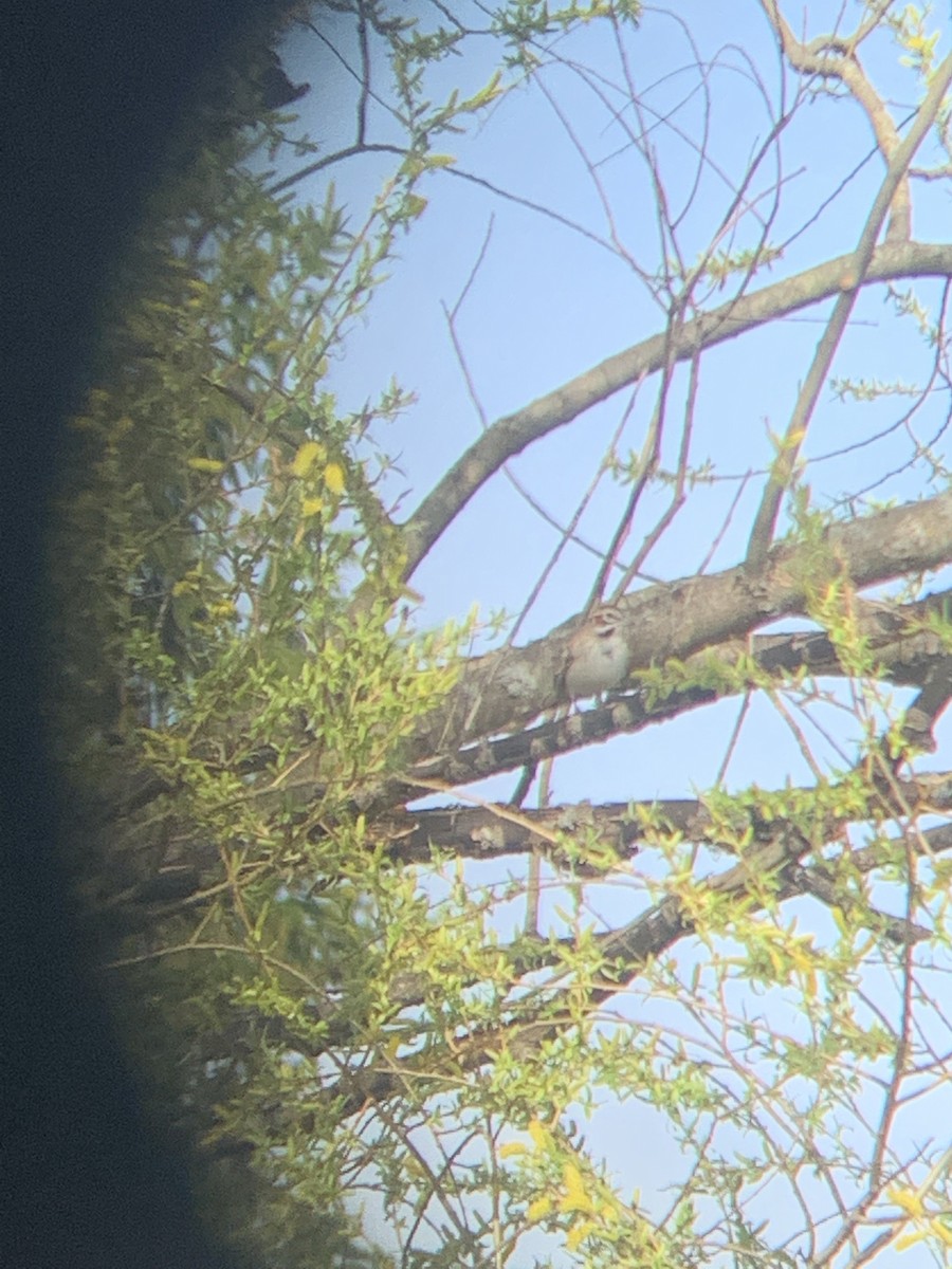 Lark Sparrow - ML557788251