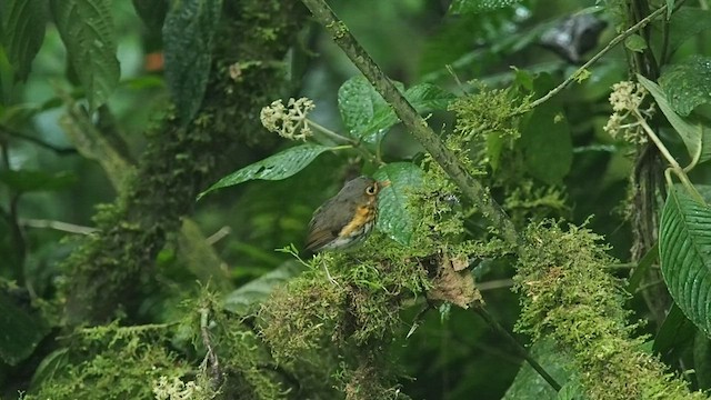 Ochre-breasted Antpitta - ML557789211