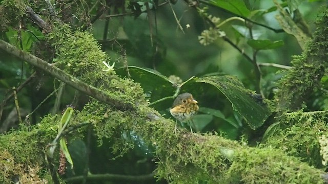 Ochre-breasted Antpitta - ML557789601