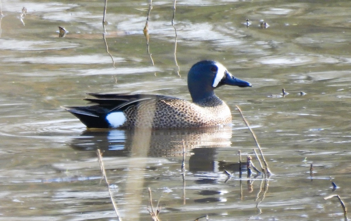 Blue-winged Teal - ML557789871