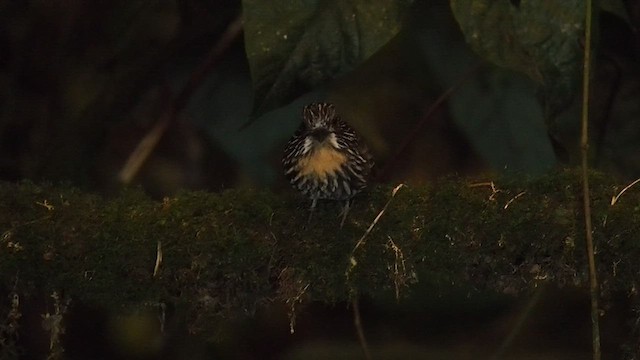 Black-streaked Puffbird - ML557790451