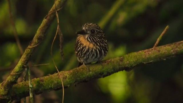 Black-streaked Puffbird - ML557790531