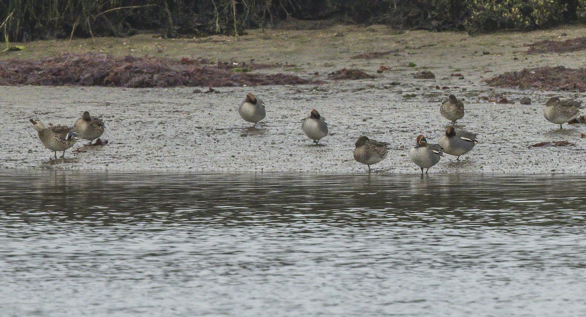 Green-winged Teal - ML557790601