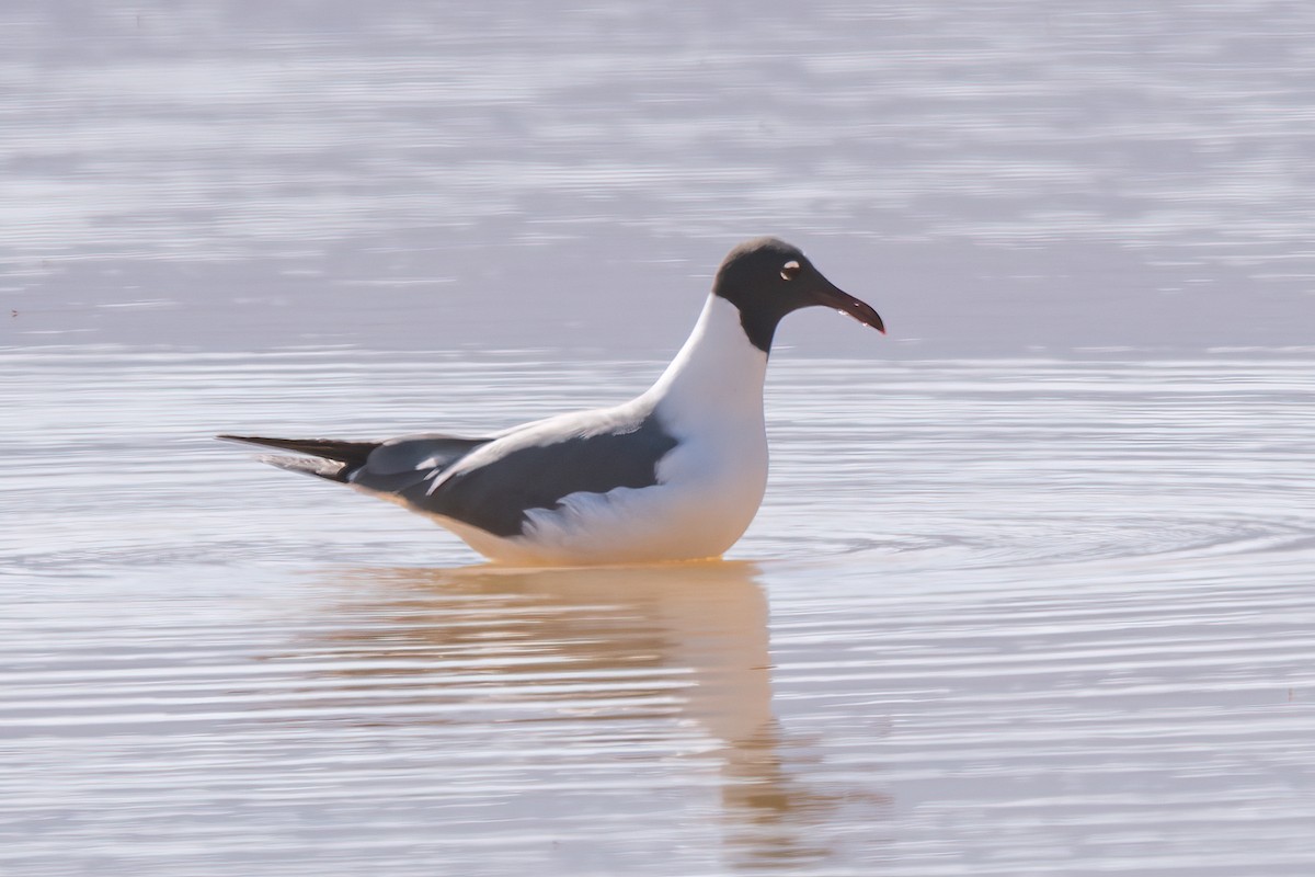 Laughing Gull - ML557790721