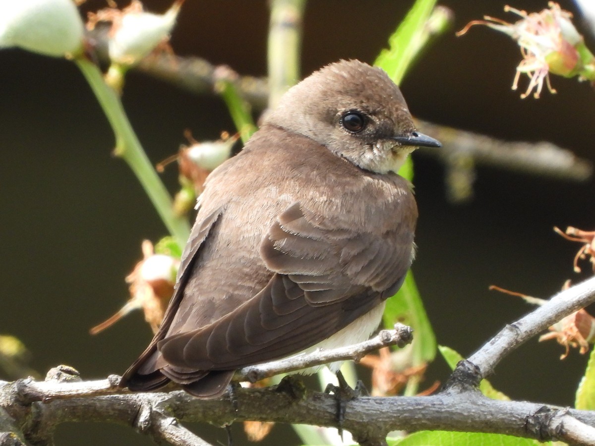 Northern Rough-winged Swallow - Ann Kohlhaas