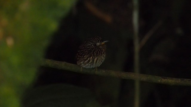 White-chested Puffbird - ML557791121
