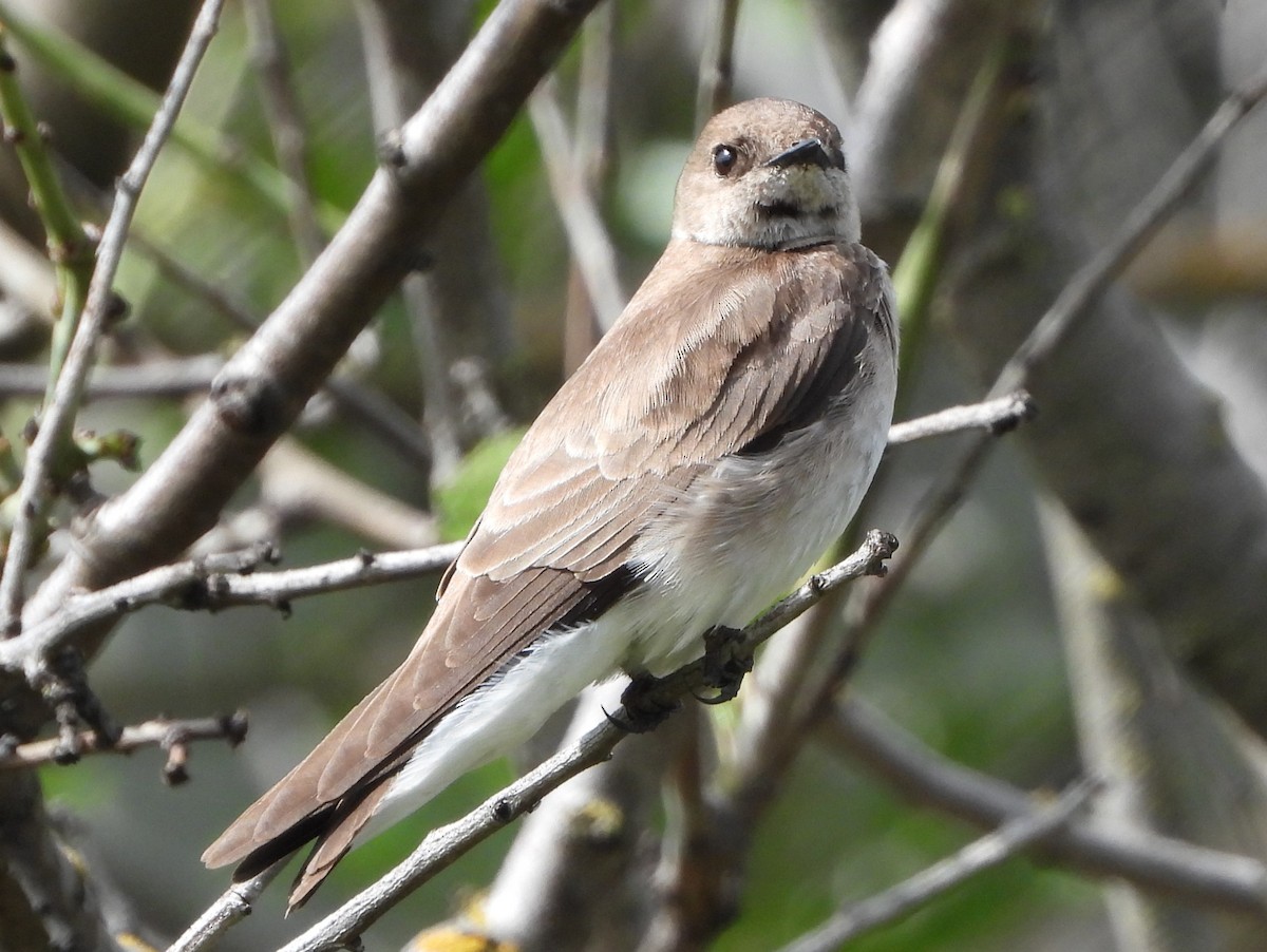 Northern Rough-winged Swallow - Ann Kohlhaas