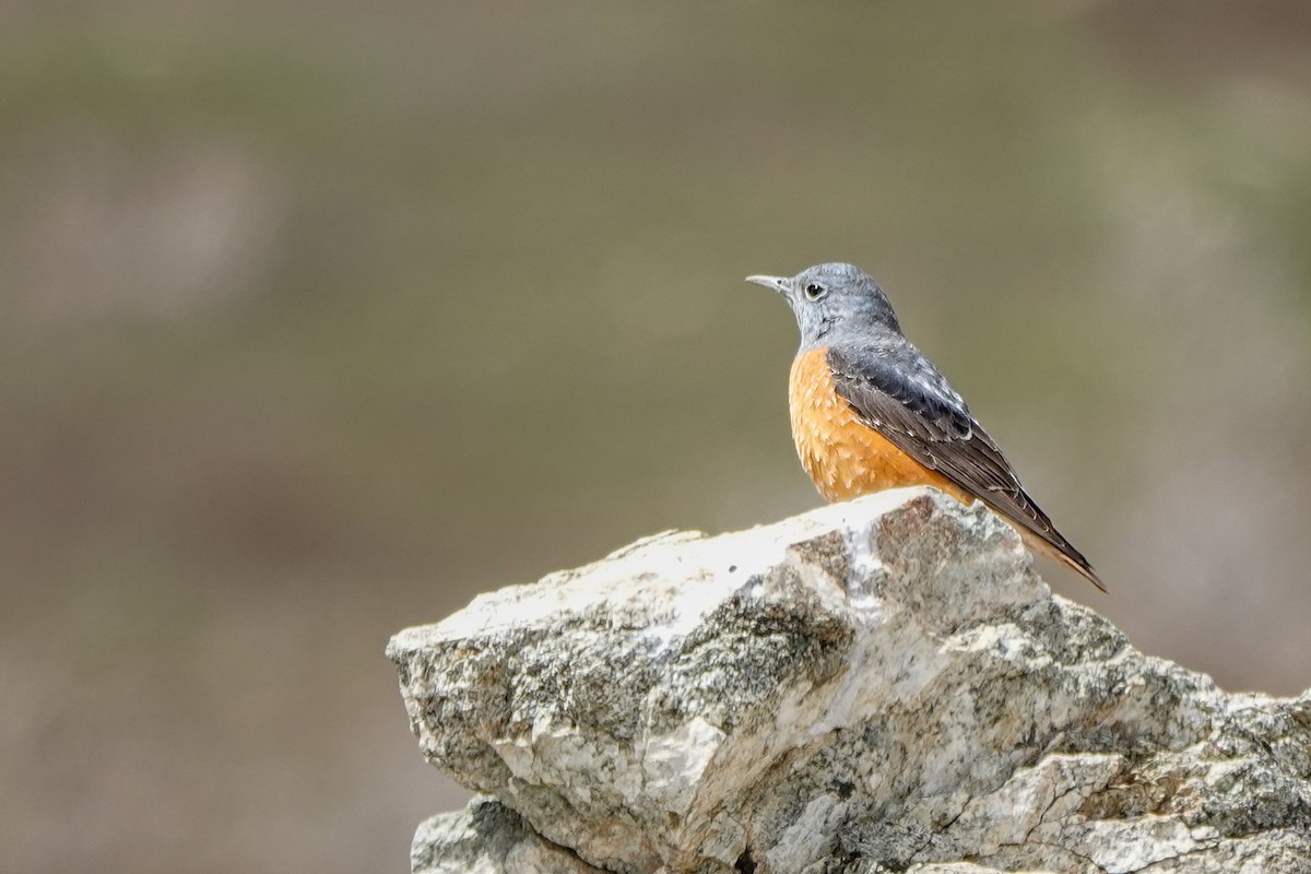 Rufous-tailed Rock-Thrush - John Missing