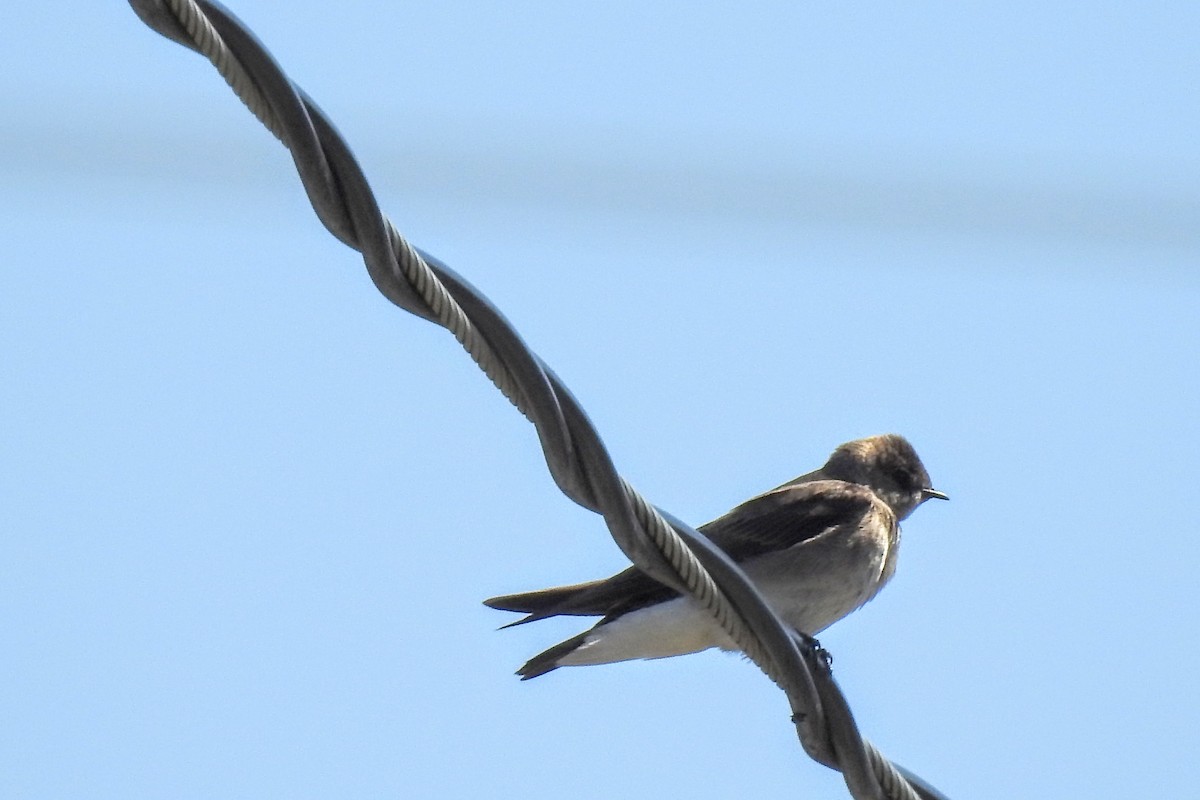 Northern Rough-winged Swallow - ML557794591