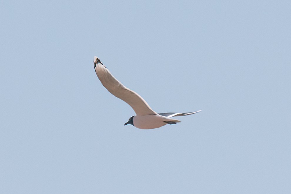 Franklin's Gull - ML557795061