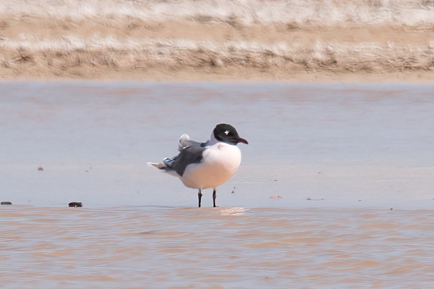 Franklin's Gull - ML557795071
