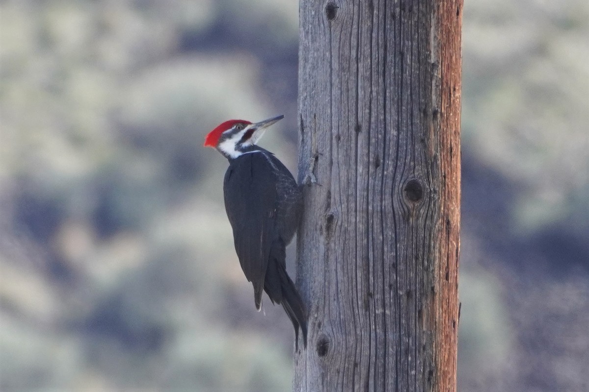 Pileated Woodpecker - ML557796101