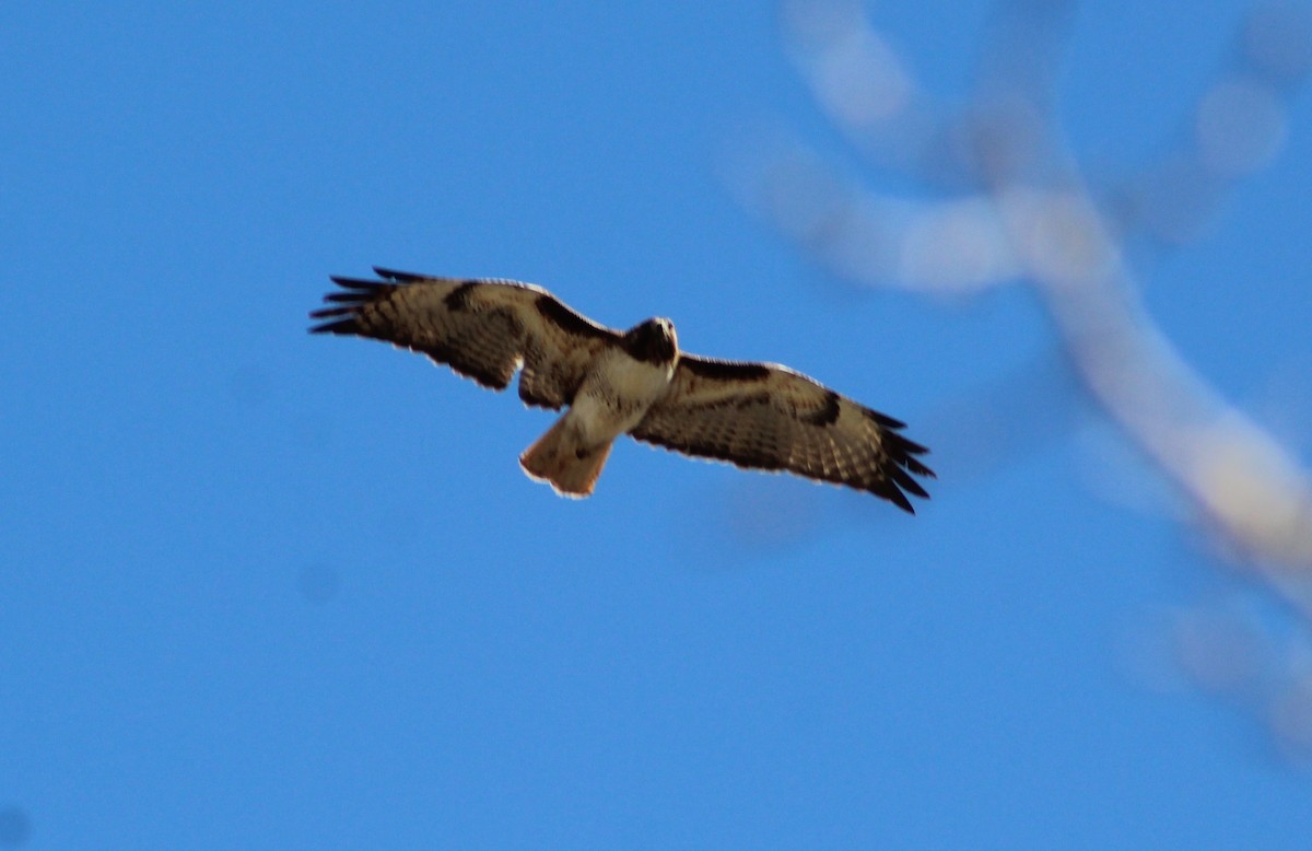 Red-tailed Hawk (calurus/alascensis) - ML557796231