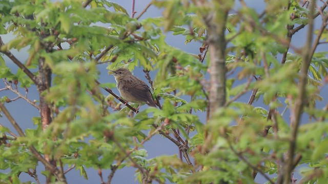 Common Grasshopper Warbler - ML557796761