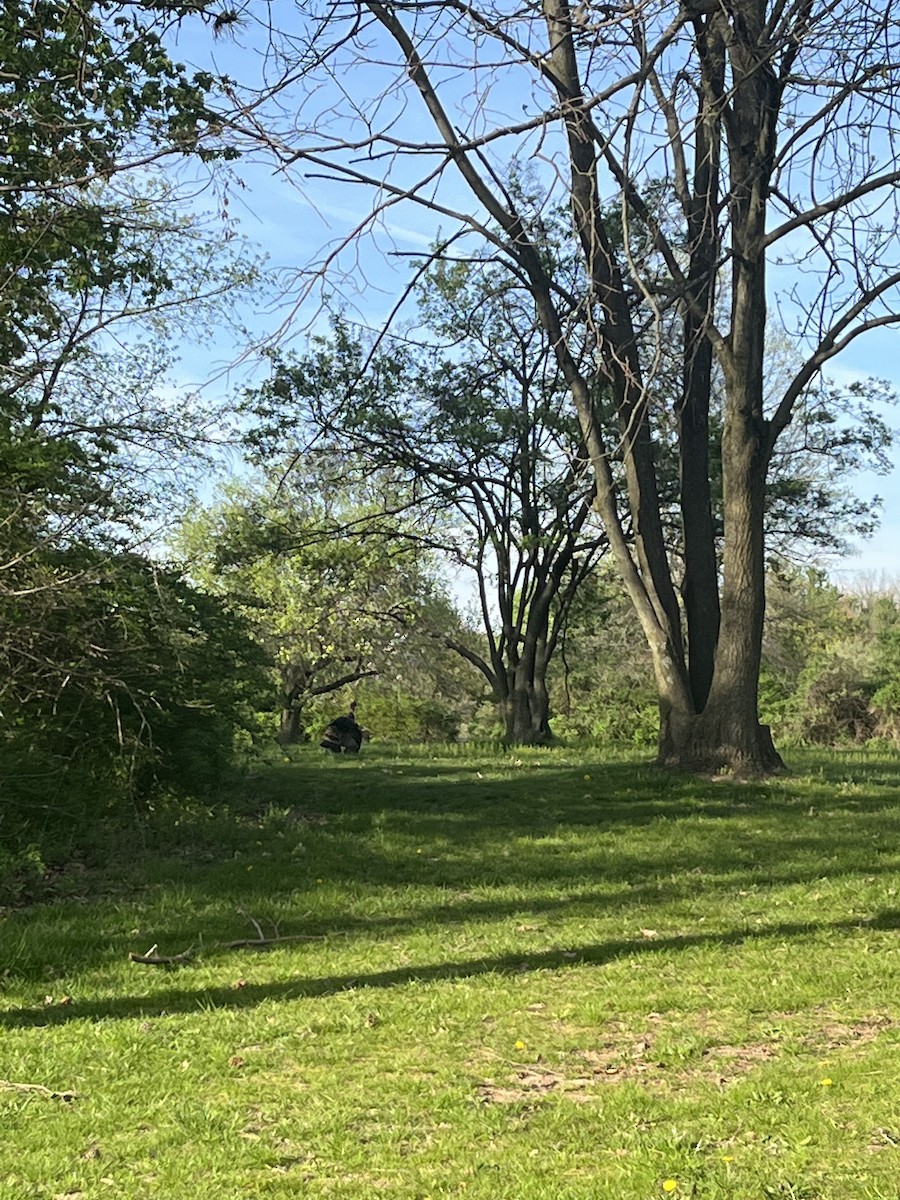 Wild Turkey - ML557796791