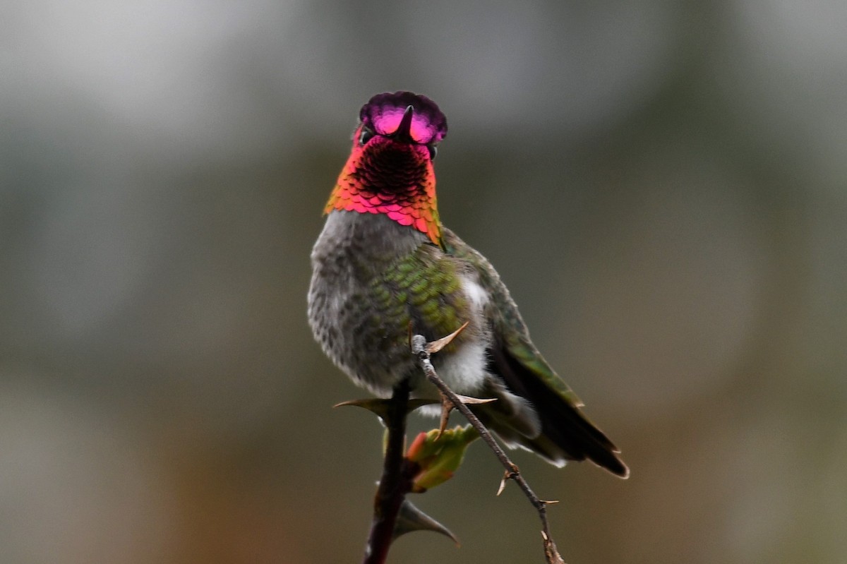 Anna's Hummingbird - Timothy Leque