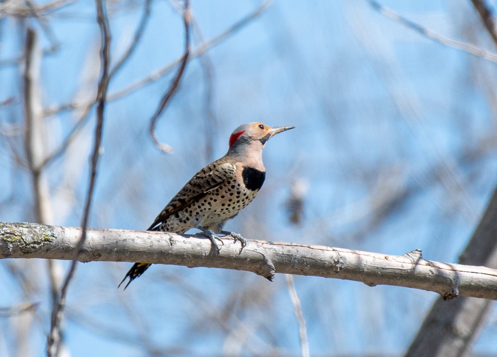 Northern Flicker (Yellow-shafted) - ML557797761