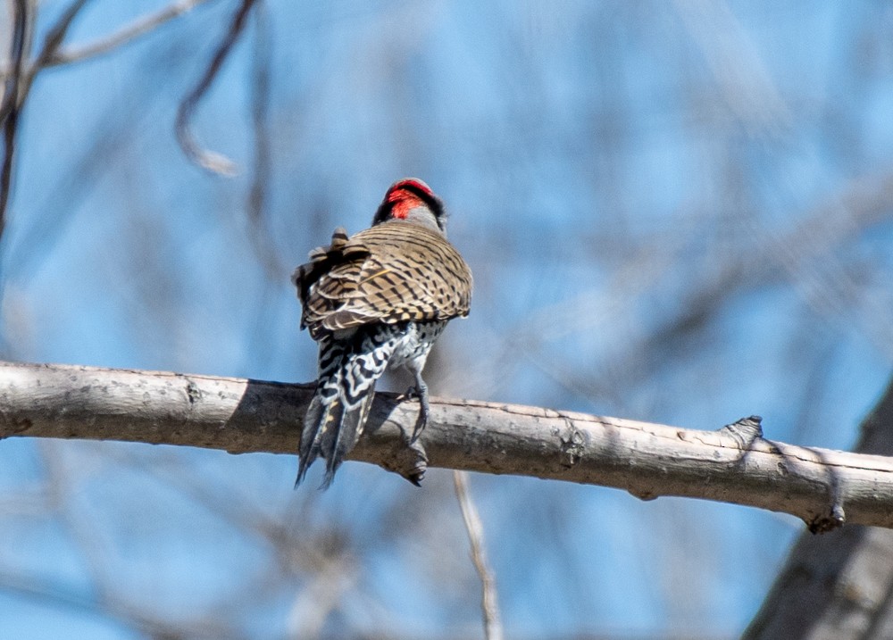 Northern Flicker (Yellow-shafted) - ML557798101