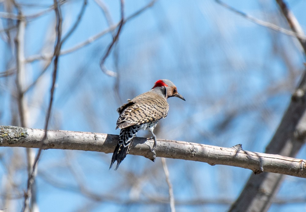 Northern Flicker (Yellow-shafted) - ML557798501