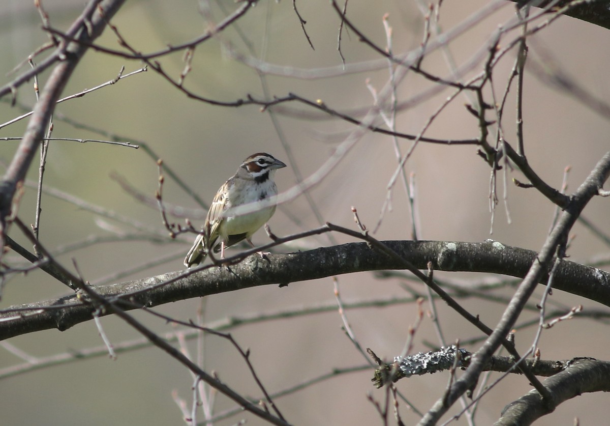 Lark Sparrow - ML557798541