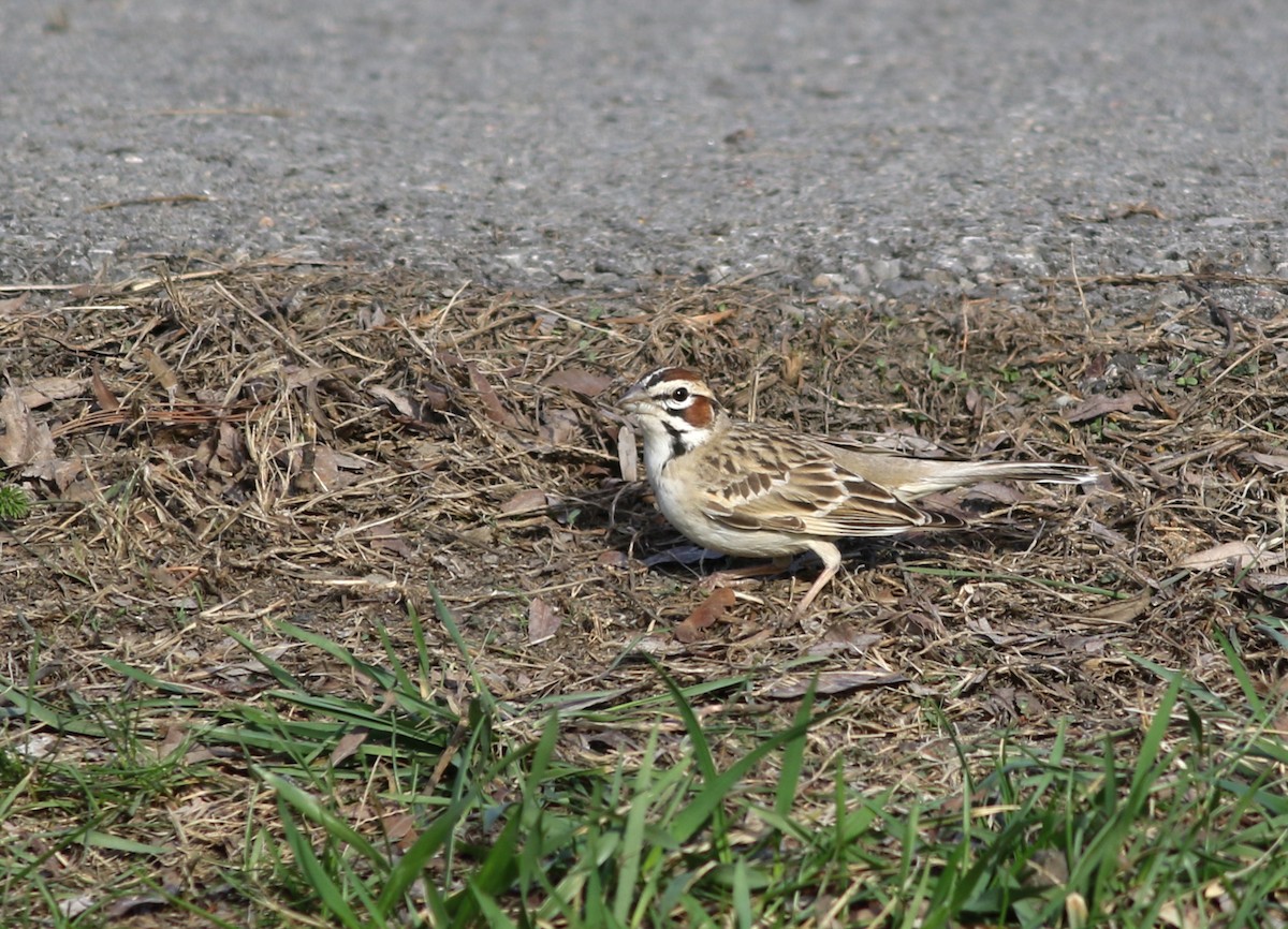 Lark Sparrow - ML557798551