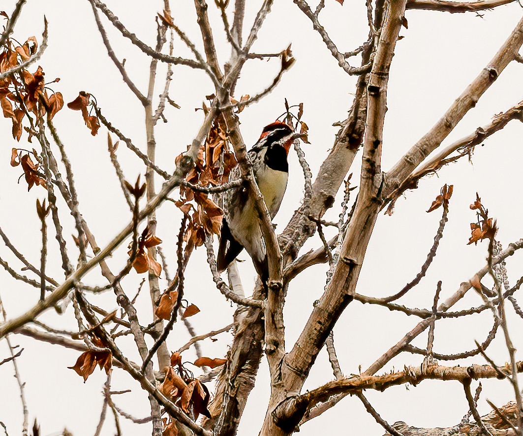 Red-naped Sapsucker - ML557799011