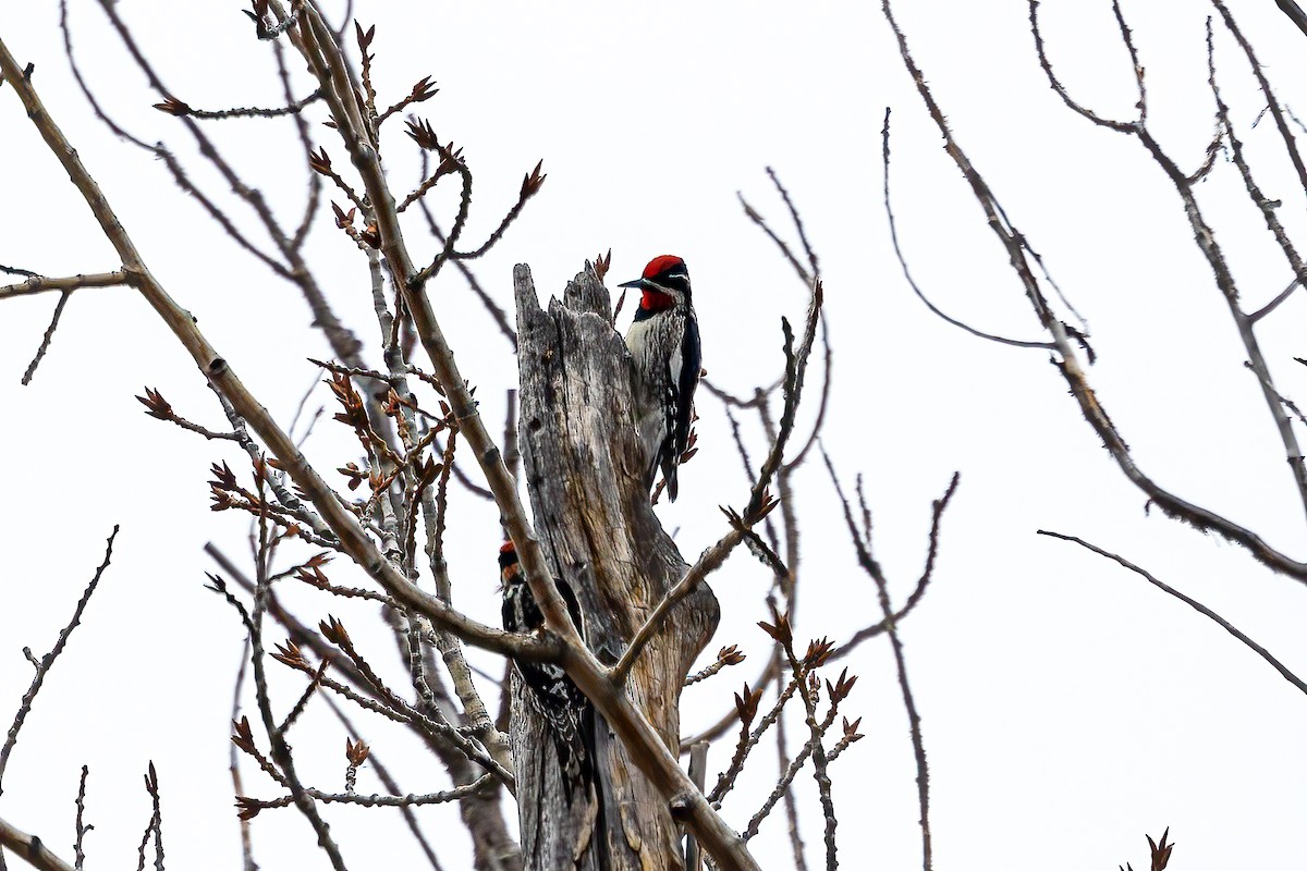 Red-naped Sapsucker - ML557799091