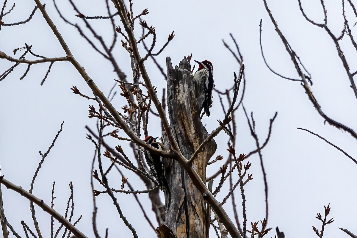 Red-naped Sapsucker - ML557799201