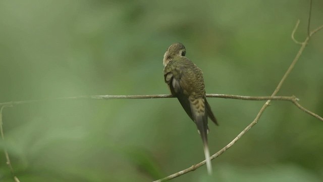 kolibřík tmavolící [skupina longirostris] - ML557800191
