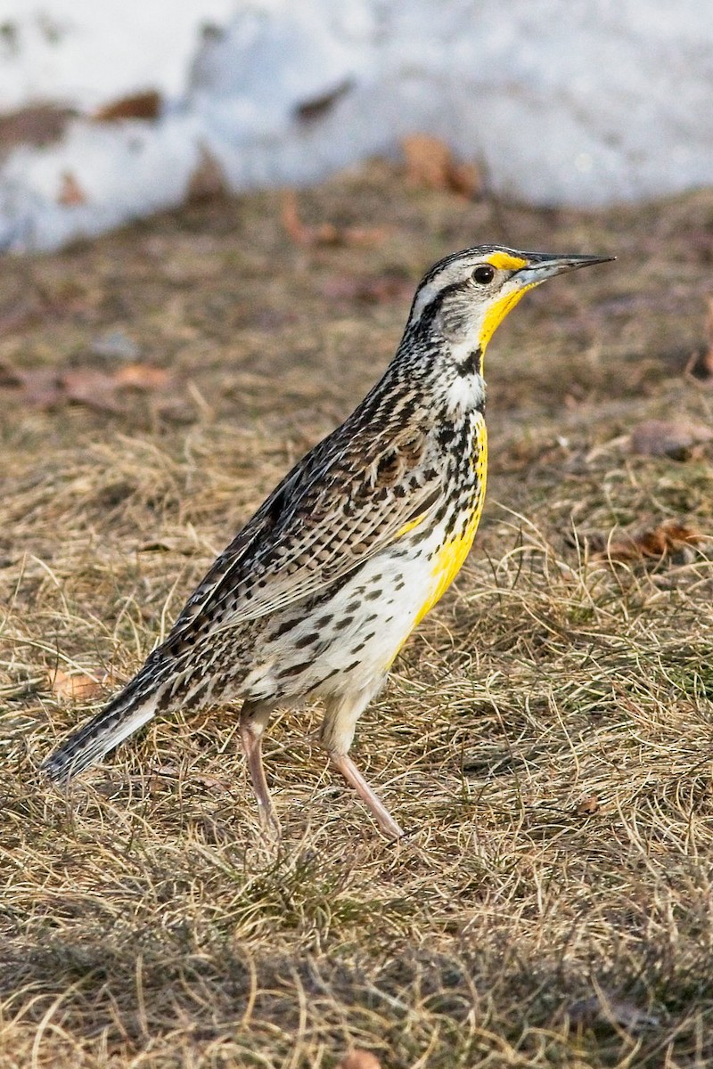 Western Meadowlark - ML557800651