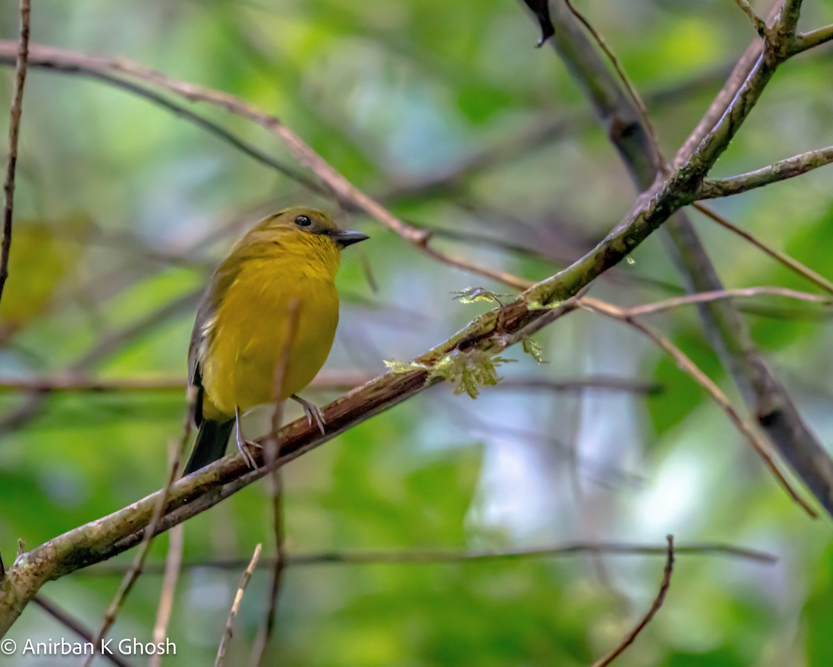 Bornean Whistler - Anirban K Ghosh